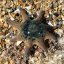 rockpooling